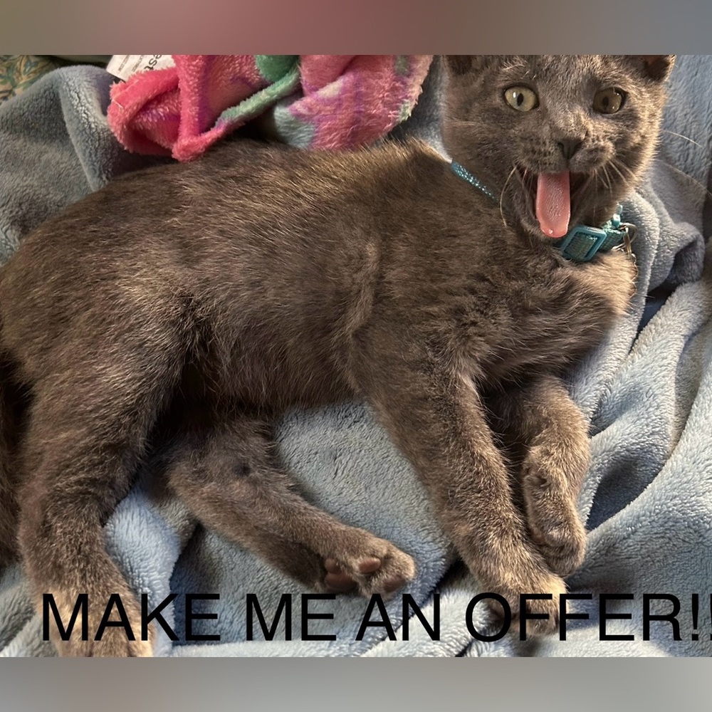 Most offers accepted within reason!